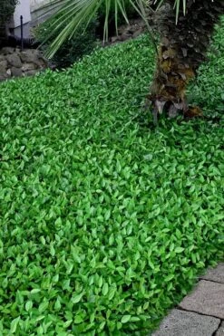 Asian Jasmine - Asiatic Jasmine - 6 Pack Of Pint Pots -Botanhush Sales trachelospermum asiaticum asian jasmine 3