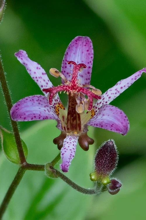 Samurai Toad Lily (Tricyrtis Formosana) - 1 Gallon Pot 4 Samurai Toad Lily (Tricyrtis Formosana) - 1 Gallon Pot - Image 4