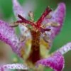 Samurai Toad Lily (Tricyrtis Formosana) - 1 Gallon Pot