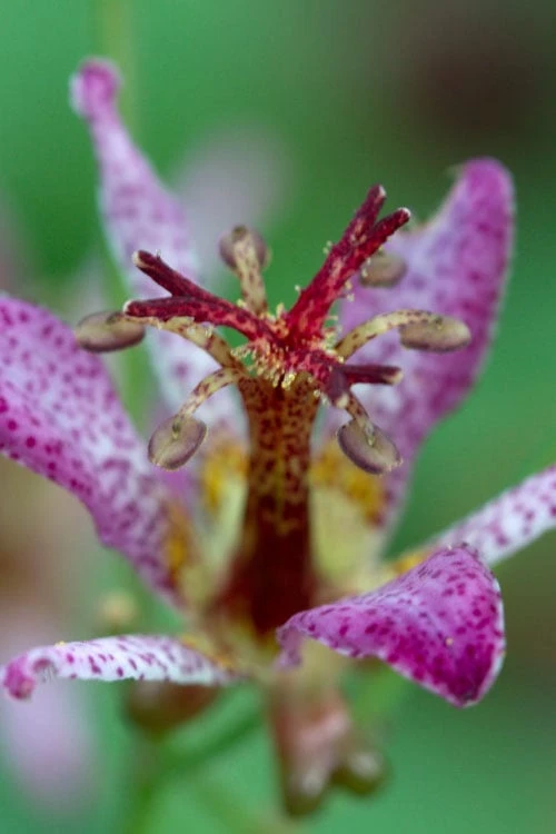 Samurai Toad Lily (Tricyrtis Formosana) - 1 Gallon Pot 1 Samurai Toad Lily (Tricyrtis Formosana) - 1 Gallon Pot
