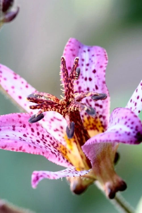 Samurai Toad Lily (Tricyrtis Formosana) - 1 Gallon Pot 6 Samurai Toad Lily (Tricyrtis Formosana) - 1 Gallon Pot - Image 6