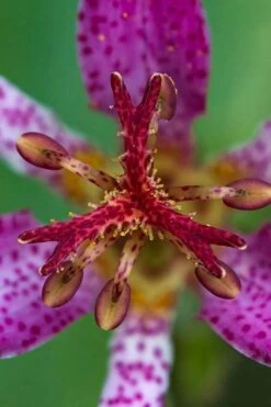 Samurai Toad Lily (Tricyrtis Formosana) - 1 Gallon Pot 15 Samurai Toad Lily (Tricyrtis Formosana) - 1 Gallon Pot -Botanhush Sales tricyrtis formosana samurai toad lily 6