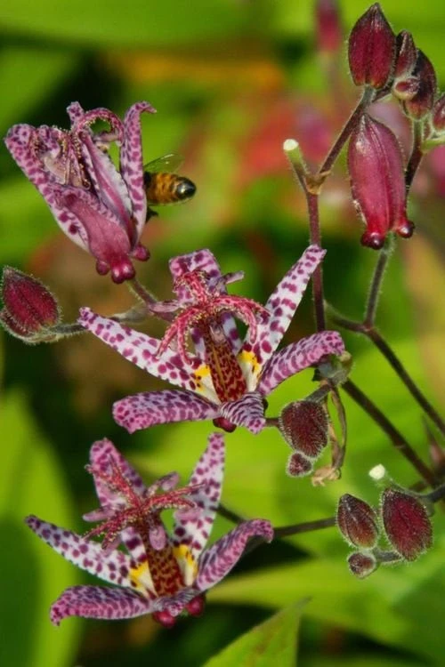 Samurai Toad Lily (Tricyrtis Formosana) - 1 Gallon Pot 8 Samurai Toad Lily (Tricyrtis Formosana) - 1 Gallon Pot - Image 8