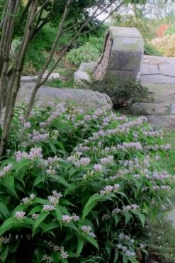Miyazaki Toad Lily (Tricyrtus Hirta) - 1 Gallon Pot 12 Miyazaki Toad Lily (Tricyrtus Hirta) - 1 Gallon Pot -Botanhush Sales tricyrtis hirta miyazaki toad lily 3