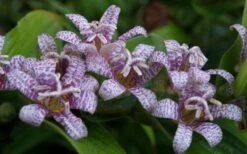 Miyazaki Toad Lily (Tricyrtus Hirta) - 1 Gallon Pot 14 Miyazaki Toad Lily (Tricyrtus Hirta) - 1 Gallon Pot -Botanhush Sales tricyrtis hirta miyazaki toad lily 5