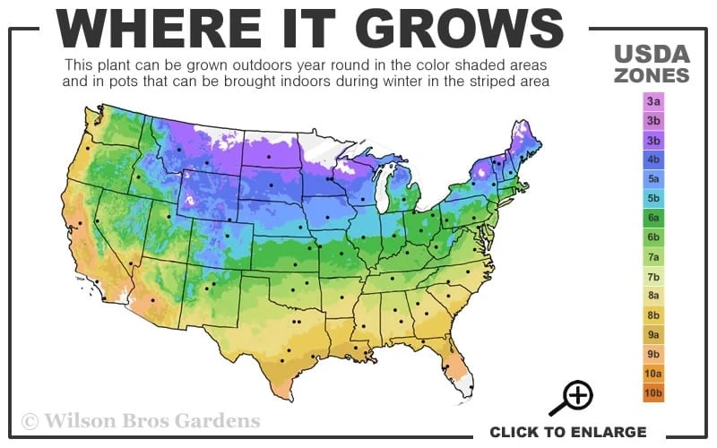Clair De Lune Clematis - 1 Gallon Pot 3 Clair De Lune Clematis - 1 Gallon Pot - Image 3