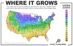 Luscious Grape Lantana - 5 Pack Of Quart Pots -Botanhush Sales usda zone map 46