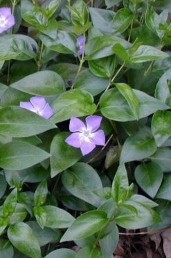 Bigleaf Periwinkle (Vinca Major) - 18 Pack Of Pint Pots -Botanhush Sales vinca major bigleaf periwinkle 12