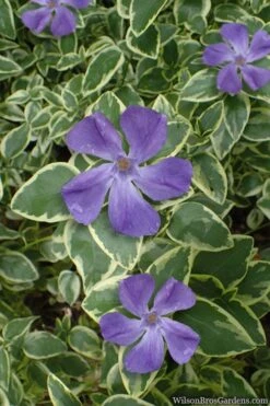 Variegated Bigleaf Periwinkle (Vinca Major 'Variegata') - 18 Pack Of Pint Pots -Botanhush Sales vinca major variegata big leaf periwinkle 10