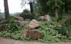 Variegated Bigleaf Periwinkle (Vinca Major 'Variegata') - 18 Pack Of Pint Pots -Botanhush Sales vinca major variegata big leaf periwinkle 12