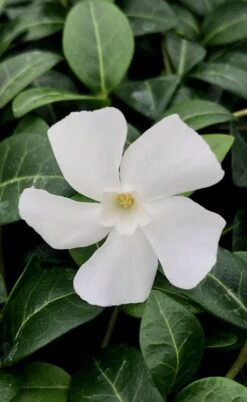 White Evergreen Periwinkle (Vinca Minor 'Alba') - 5 Pack Of Pint Pots 14 White Evergreen Periwinkle (Vinca Minor 'Alba') - 5 Pack Of Pint Pots -Botanhush Sales vinca minor alba white evergreen periwinkle 1