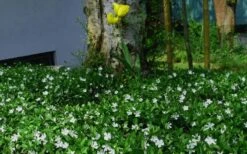 White Evergreen Periwinkle (Vinca Minor 'Alba') - 5 Pack Of Pint Pots 12 White Evergreen Periwinkle (Vinca Minor 'Alba') - 5 Pack Of Pint Pots -Botanhush Sales vinca minor alba white evergreen periwinkle 6