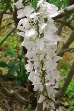 White Wisteria Vine (Wisteria Sinensis 'Alba') - 3 Gallon Pot -Botanhush Sales wisteria sinensis alba white wisteria 2