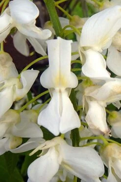 White Wisteria Vine (Wisteria Sinensis 'Alba') - 3 Gallon Pot -Botanhush Sales wisteria sinensis alba white wisteria 3