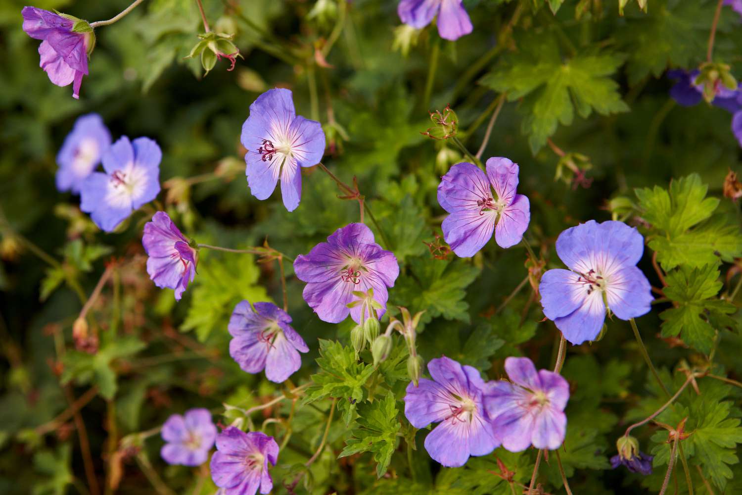 Botanhush Sales -Botanhush Sales 101806163 geranium bd69eabbd89e4beb87dd6f85c072cd2f