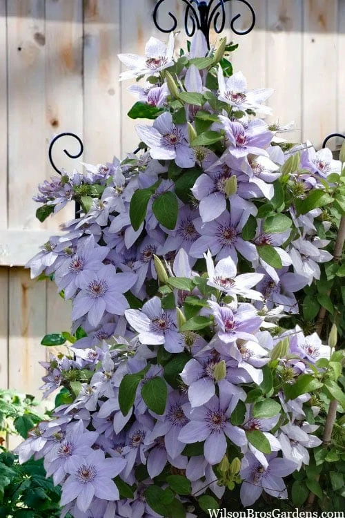 Botanhush Sales -Botanhush Sales clematis bernadine 5