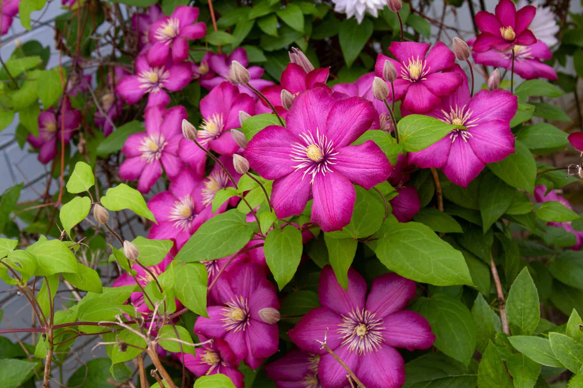 Botanhush Sales -Botanhush Sales clematis vine magenta flowers